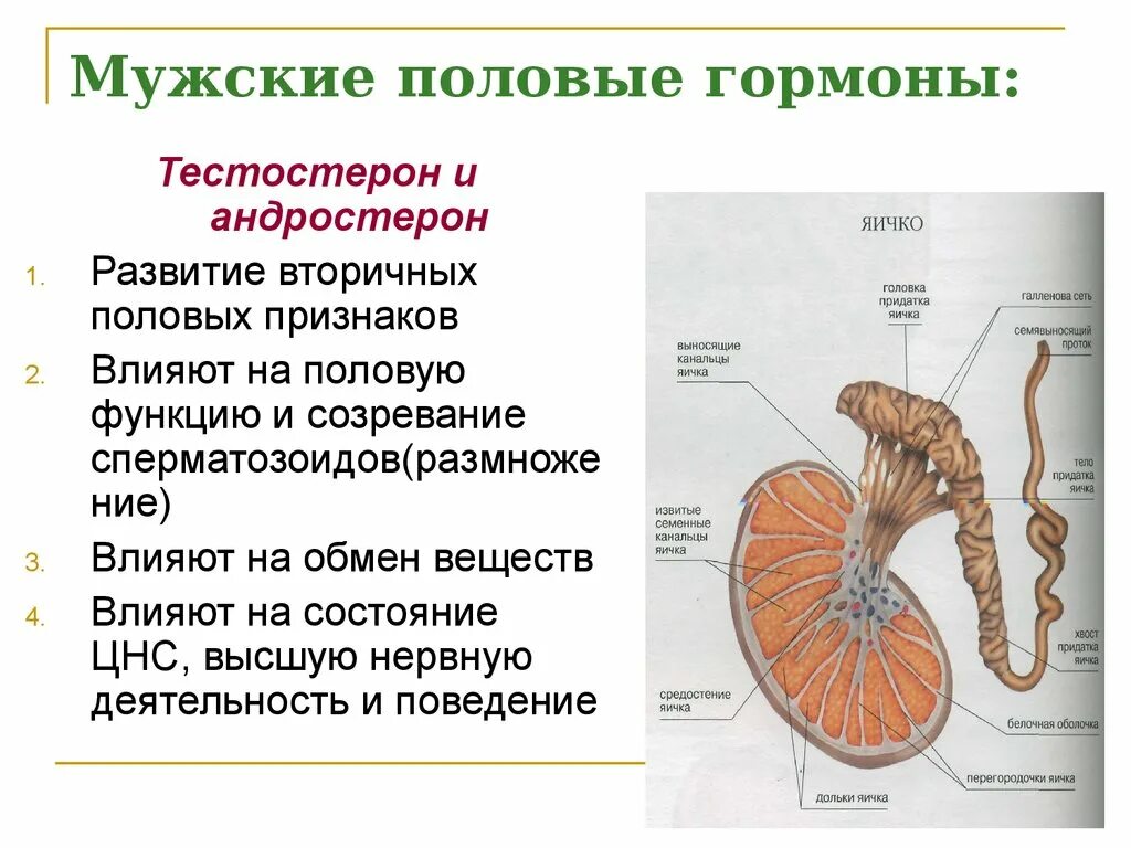 Семенники какой гормон. Мужские половые гормоны. функции мужских половых гормонов. гормоны мужской половой системы. половые железы гормоны.