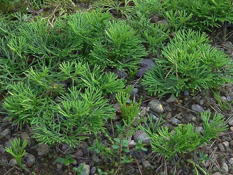 Плаун сплюснутый. Плаун обоюдоострый. Дифазиаструм сплюснутый. Lycopodium complanatum.