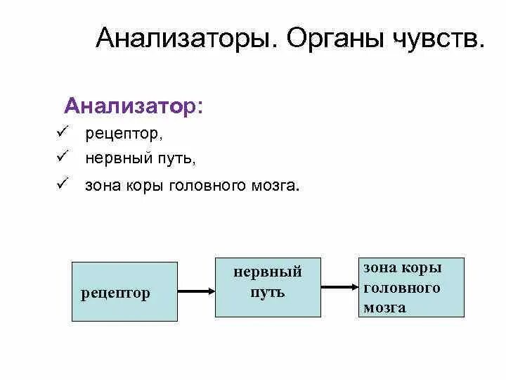 Назовите органы чувств почему павлов рецепторы органов. Анализаторы органы чувств. Основные анализаторы человека. Анализаторы как органы ощущений. Схема анализатора органы чувств.