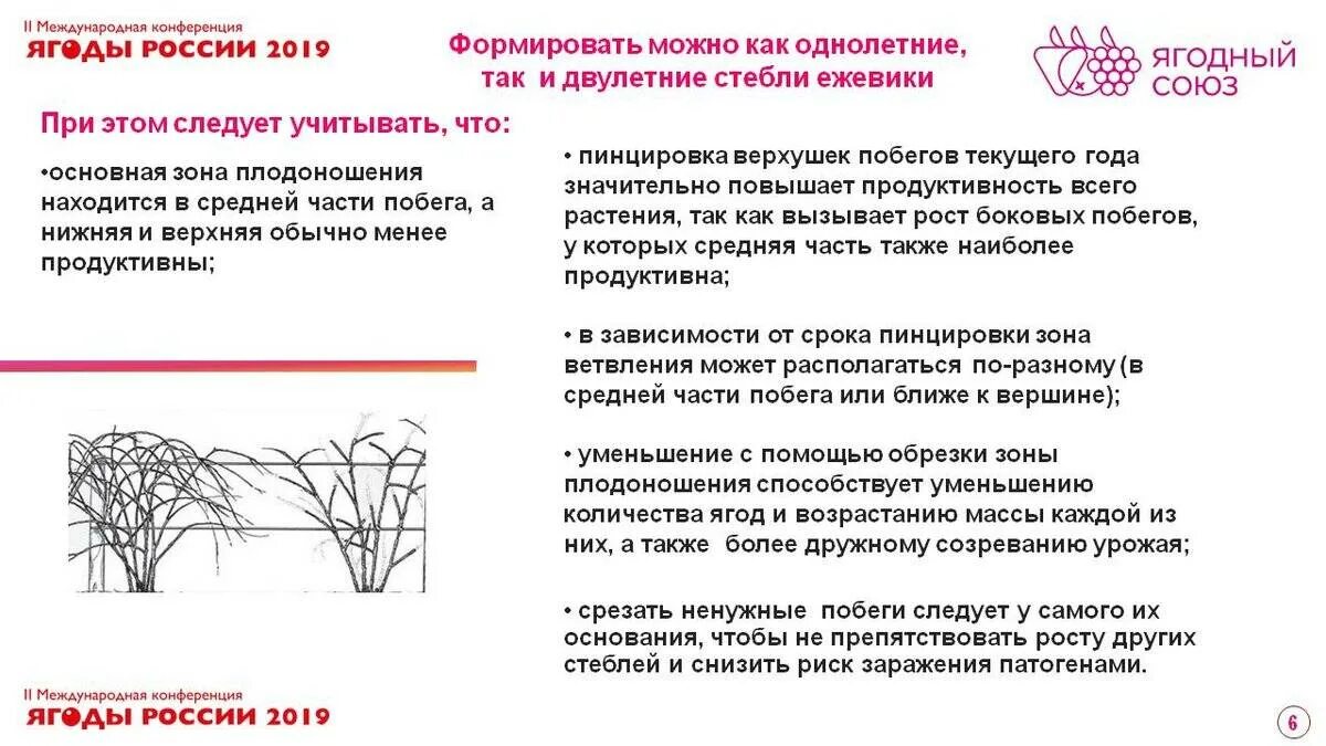 Как ухаживать за ремонтантной. Обрезка ежевики осенью для начинающих. Обрезка ежевики весной схема. Обрезка бесшипной ежевики весной. Кусты ежевики обрезка.