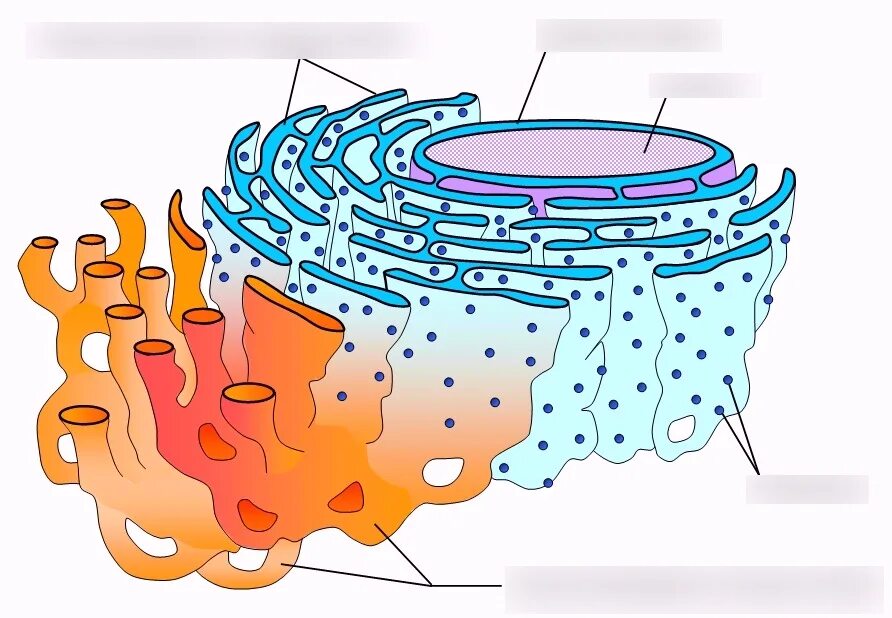 ЭПС ретикулум. Эндоплазматическая сеть рисунок биология.