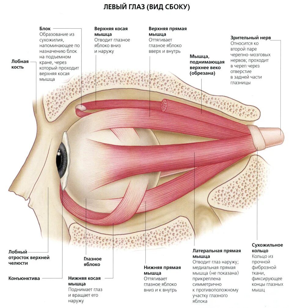 Ch. 11: Eyeball & Upper Eyelids Muscles (Head) Flashcards Quizlet