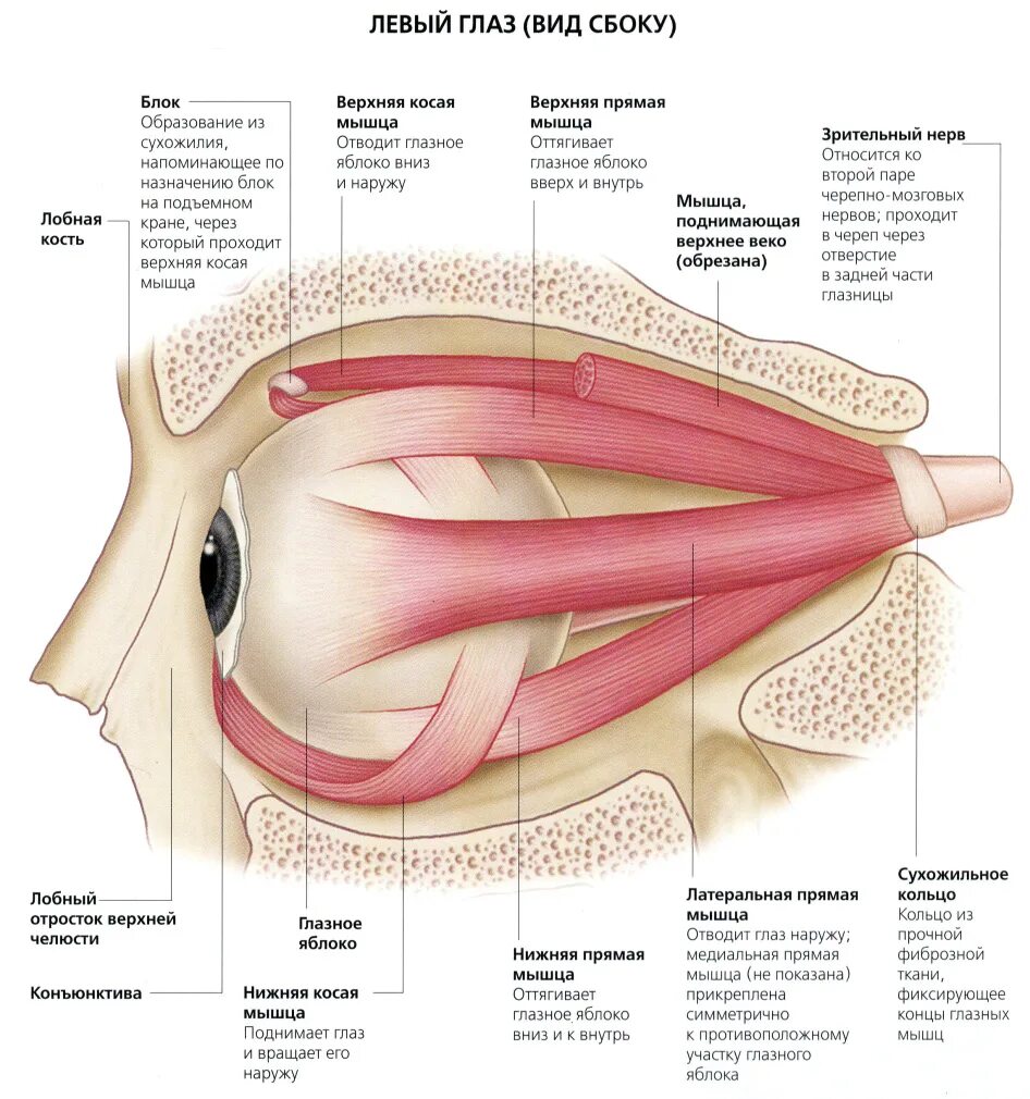 Мышцы глаза человека анатомия. Иннервация наружных мышц глаза анатомия. Мышцы глазного яблока анатомия функции. Глазодвигательные мышцы глаза строение. Места крепления глазодвигательных мышц