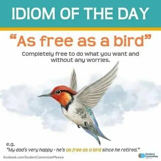 As a bird