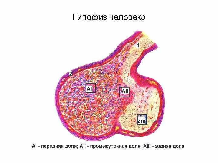 Гипофиз у животных. Гипофиз строение анатомия. Доли гипофиза гистология. Гипофиз строение без подписей.