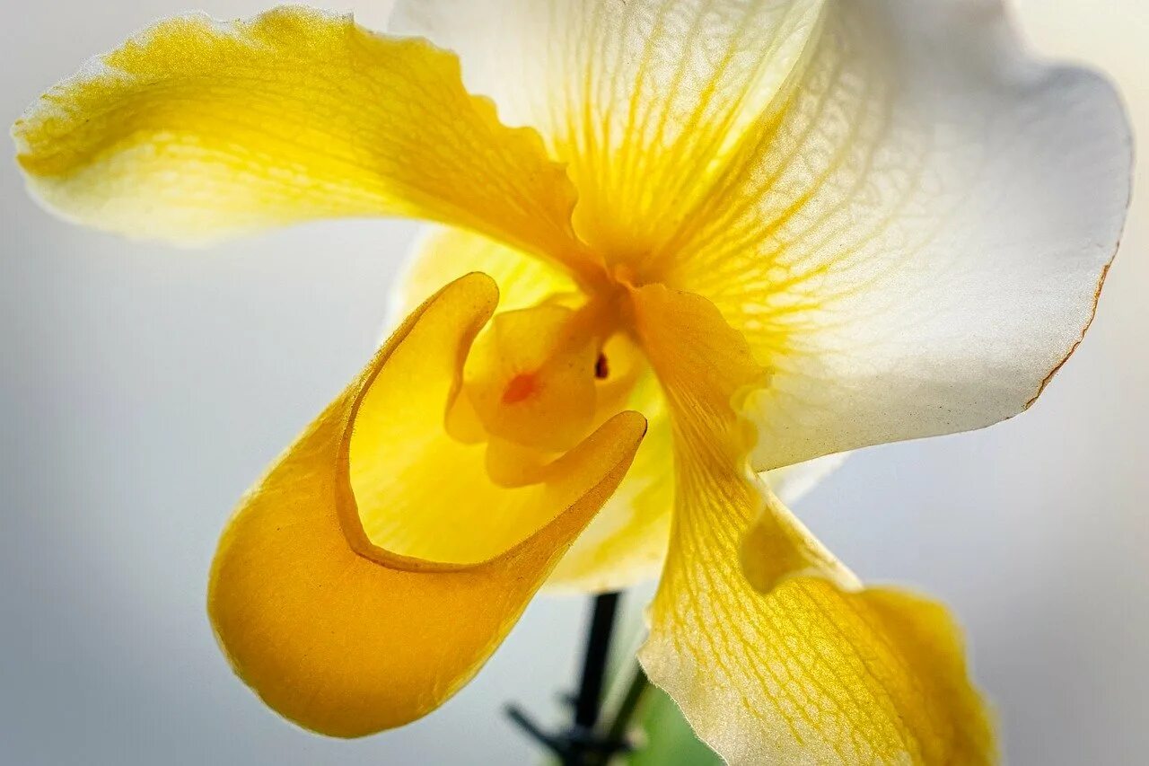 Красивый желтый цвет. Украшение стола в желтом цвете. Ранункулюс йеллоу жёлтый. Букет желтых роз. Красивый желтый.