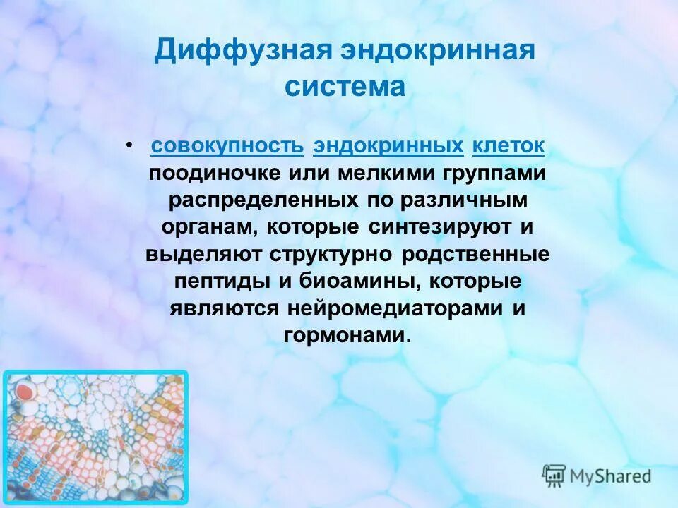 Диффузная эндокринная система. Диффузнаяндокринная система. Понятие о диффузной эндокринной системе. Клетки диффузной эндокринной системы. Диффузная представители