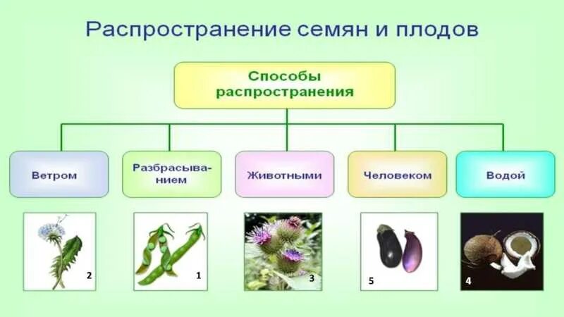 Семена распространяемые ветром. Распространение плодов 6 класс биология. Биология 6кл распространение семян. Способы распространения семян и плодов у растений. Распространение семян 6 класс биология.