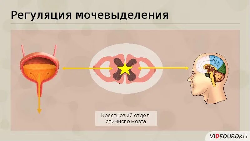 Нервная и гуморальная регуляция почек. Регуляция мочевыделения. Гуморальная регуляция мочевыделения. Нервная регуляция мочеобразования и мочевыделения. Нервная и гуморальная регуляция мочевыделения.