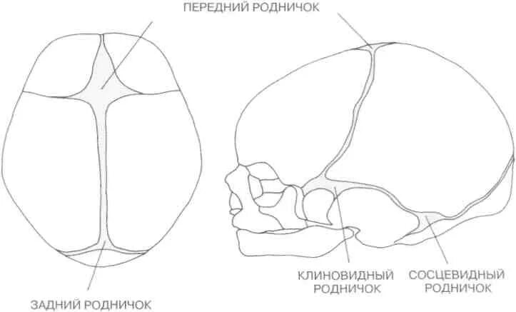 Клиновидный родничок. Роднички черепа анатомия. Клиновидный и сосцевидный роднички. Роднички у новорожденных анатомия сбоку. Клиновидный родничок.