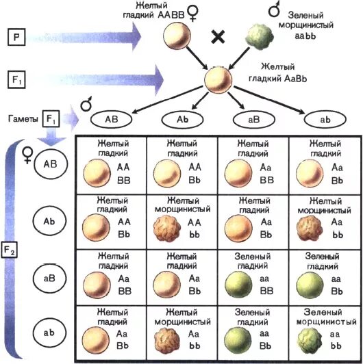 Желтый гладкий горох скрестили. Независимое наследование признаков решетка Пеннета. Решение задач по генетике дигибридное скрещивание с решением. Решетка Пеннета дигибридное скрещивание. Биология решетка Пеннета дигибридное скрещивание.
