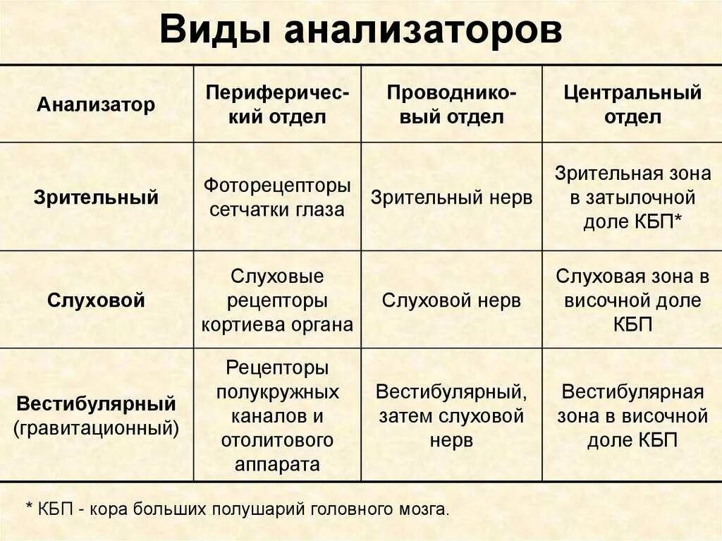 Особенности строения анализаторов. Строение и функции анализаторов. Виды анализаторов строение анализатора. Отделы вкусового анализатора таблица.