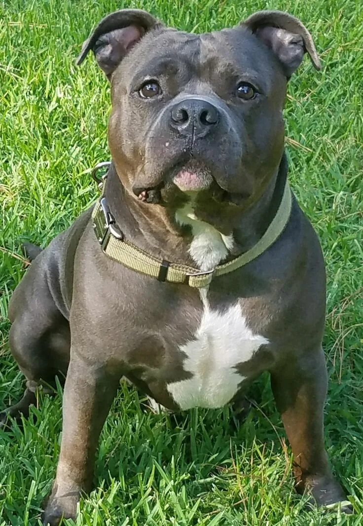 10 Months. Knight "Sabre" the Thunderfoot. Blue Nose. Reverse Blue Brindle. Pitb