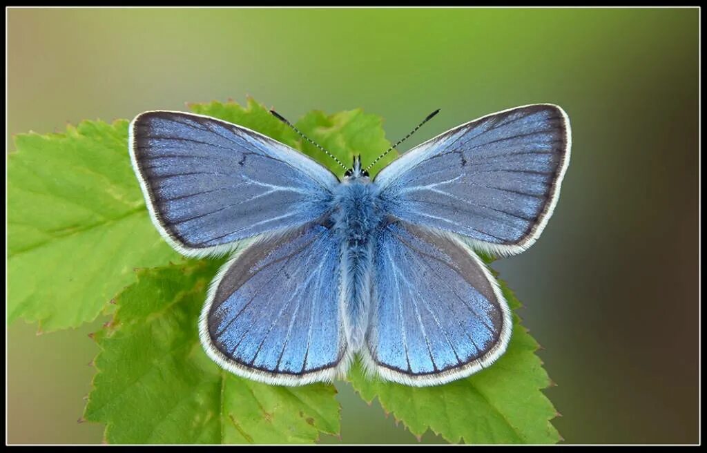 Бабочки фото окружающий мир 1 класс. Бабочка голубянка. Голубянка Дивина. Голубянка Пилаон бабочка.