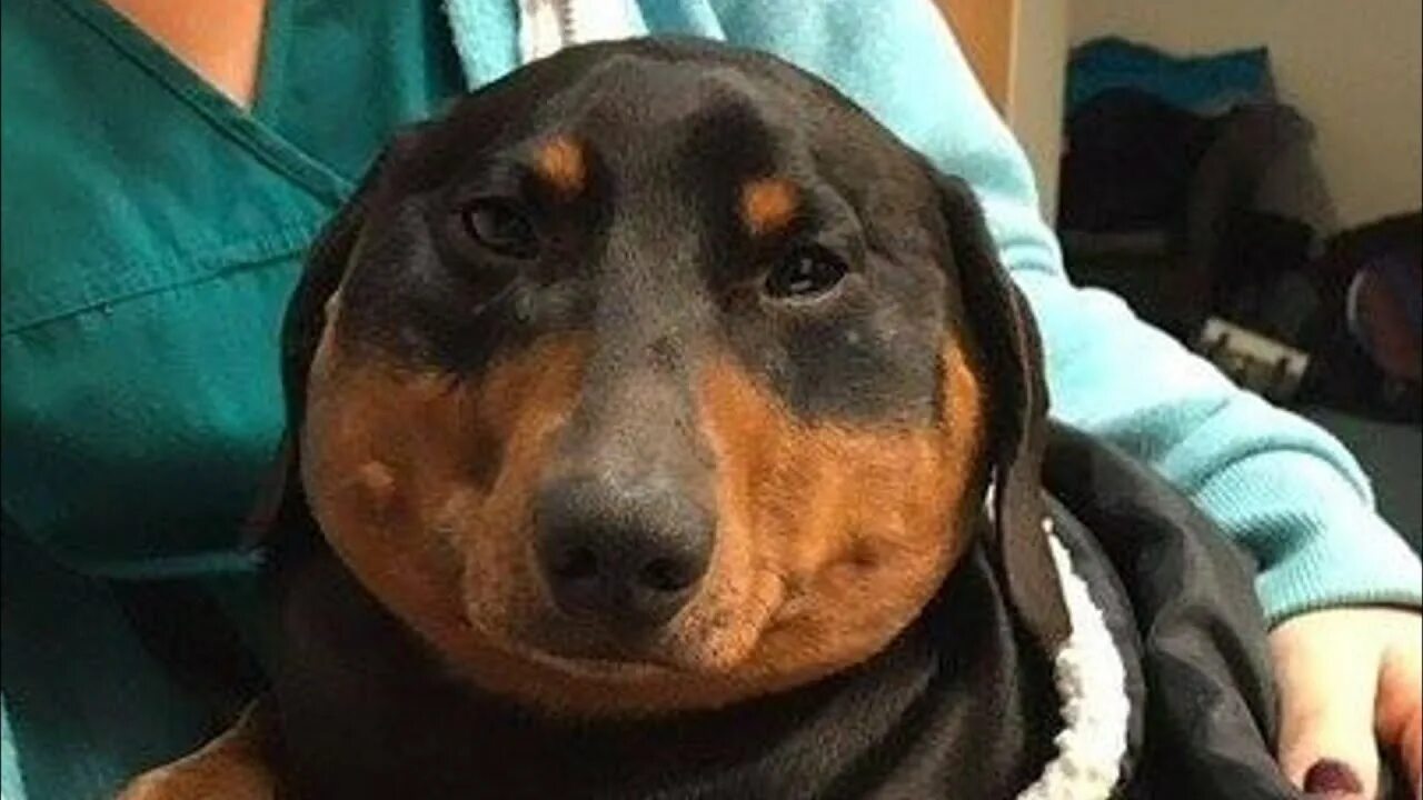 Мем укусила пчела