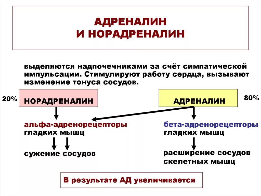 Снижение адреналина. Норадреналин органы мишени. Механизм действия адреналина в крови. Функциональные эффекты адреналина и норадреналина таблица. Адреналин и норадреналин действие на организм.