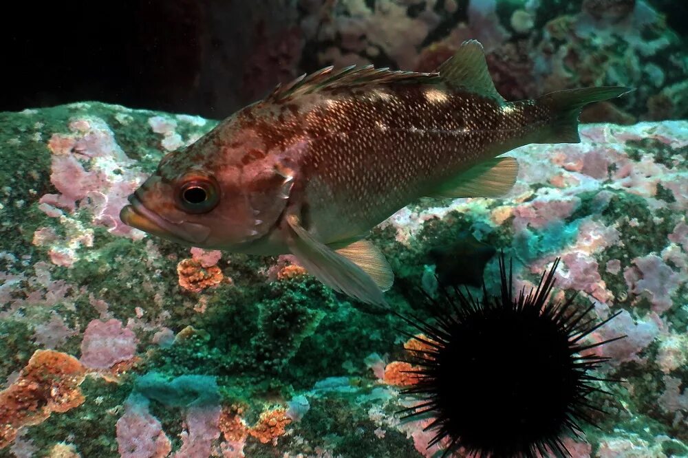 бычок желтокрылка. японское море какие рыбы. ядовитая рыба фугу. растения японского моря. подводный мир залива петра великого.