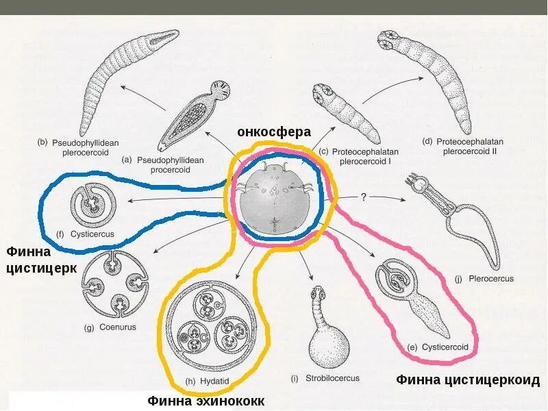 Онкосфера это. Онкосфера цестод. Онкосфера ленточных червей. Онкосфера эхинококка.