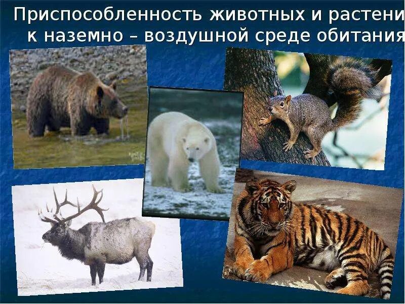 Список животных наземно воздушной среды обитания. Обитатели наземно-воздушной среды. обитатели наземной среды. животных в наземно-воздушной среде. наземно-воздушная среда обитатели животные.