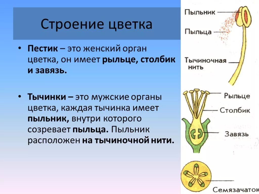 Какое строение имеет пыльца 6 класс. Пыльник пыльца тычиночная нить. Функция пыльника. Строение пыльника цветковых растений. Строение тычинки.