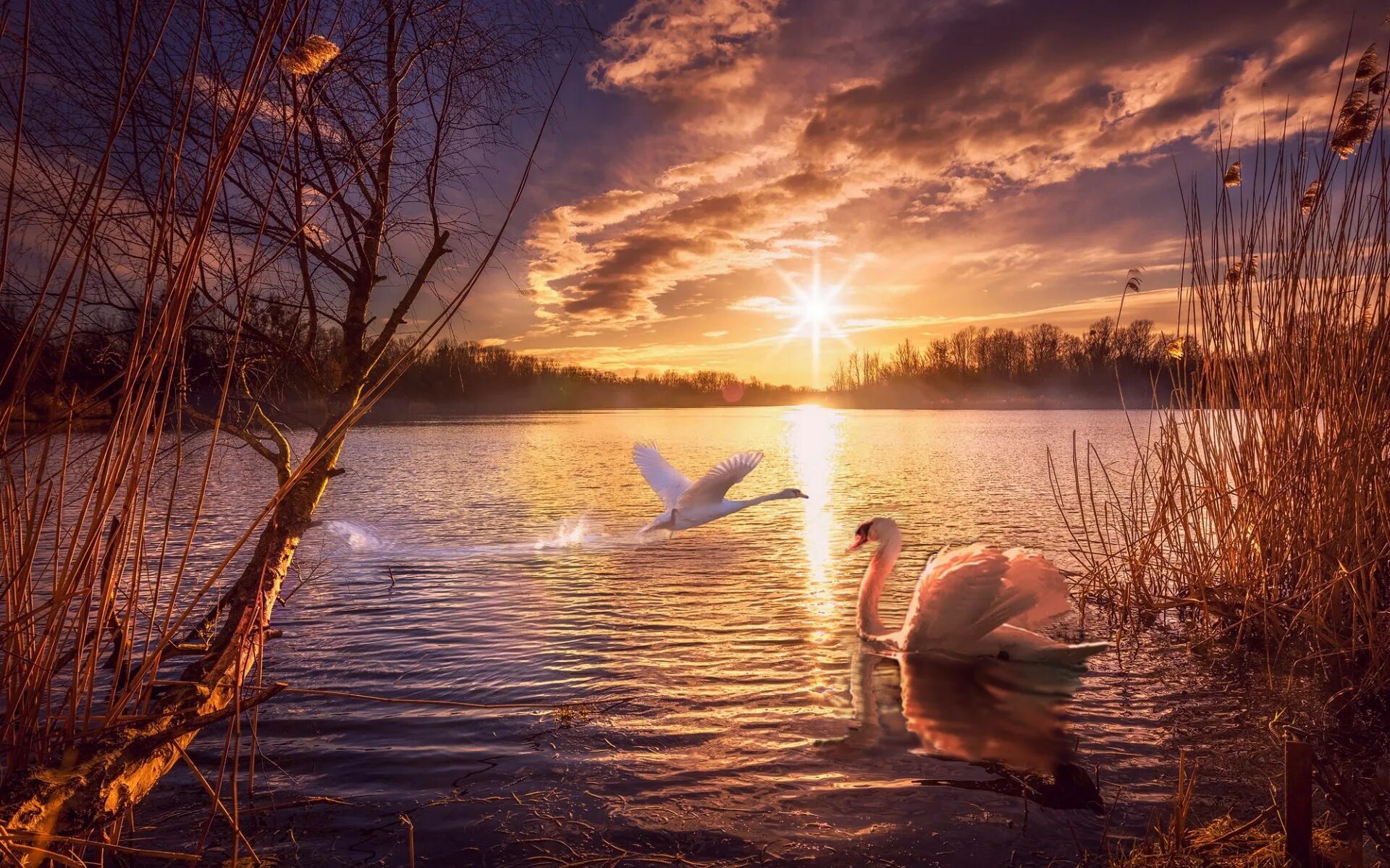 Вечер добрый с водой. Лебеди вечером на озере. рассвет на озере. закат на озере. красивый закат на озере.