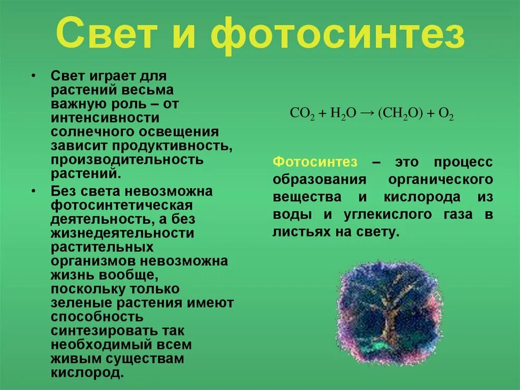 Уровни жизненного состояния растений. Факторы жизни растений. влияние света на организмы экология. роль света для растений. свет экологический фактор.
