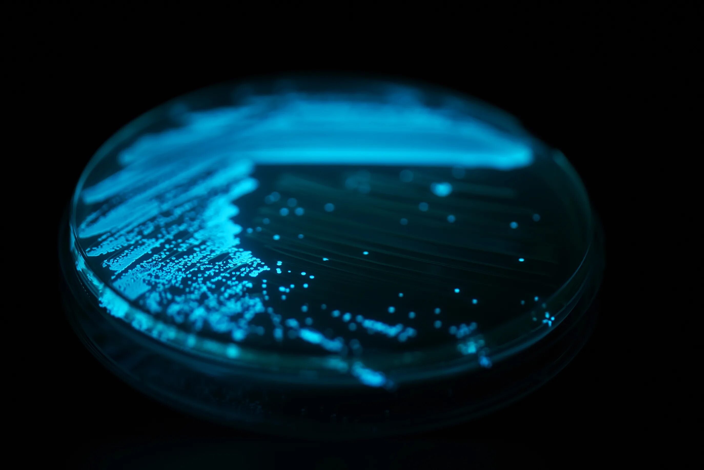 Люминесцентные бактерии. Светящиеся микроорганизмы. Флуоресцентный ген gfp. Биолюминесценция бактерий. Vibrio fischeri бактерия.