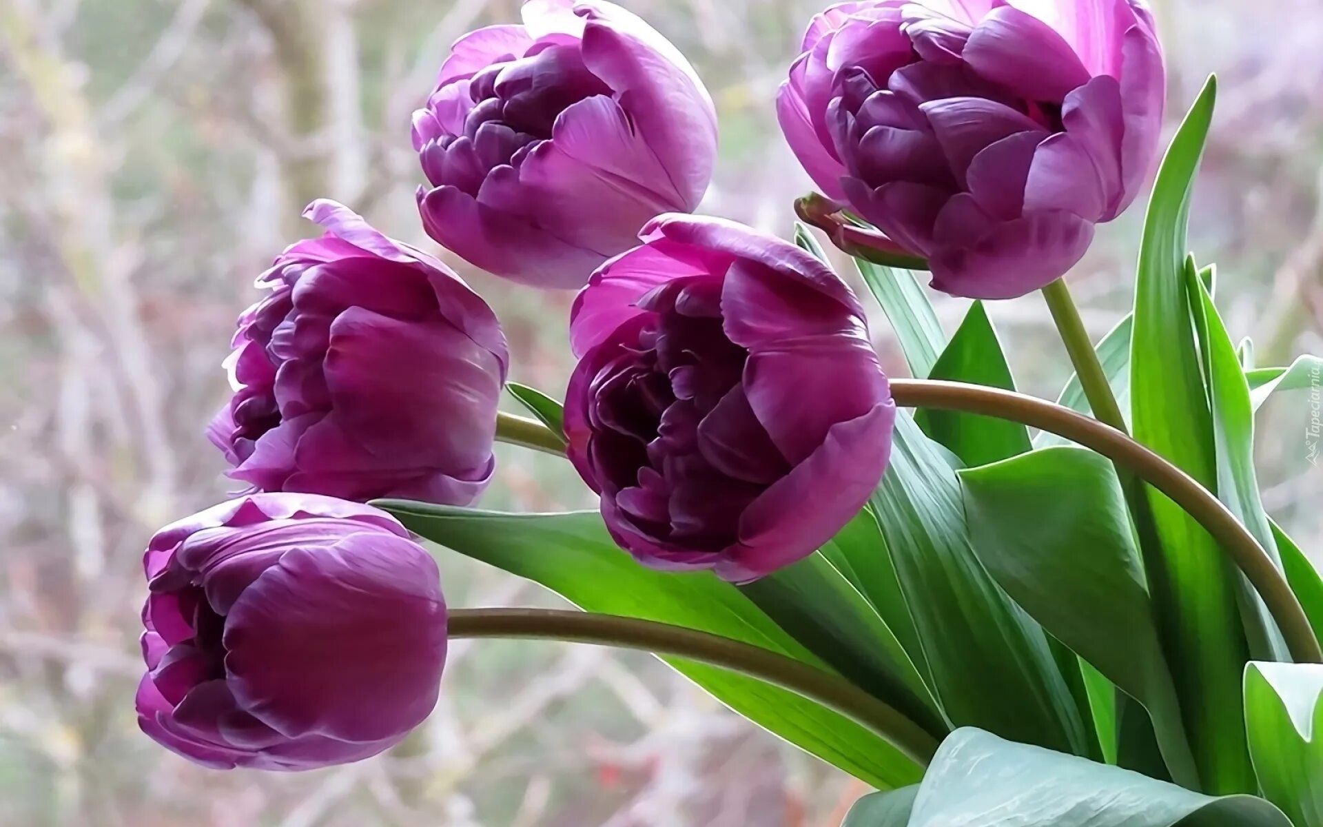 С днём рождения тюльпаны. Тюльпан фиолетовый. С днём рождения женщине тюльпаны. С днём рождения тюльаны. Хорошего настроения цветы весенние