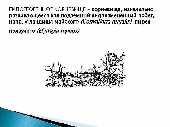 Гипогеогенное корневище. Гипогенное корневище. Эпигеогенное корневище. Гипогеогенное корневище строение. Корневище это видоизмененный побег.