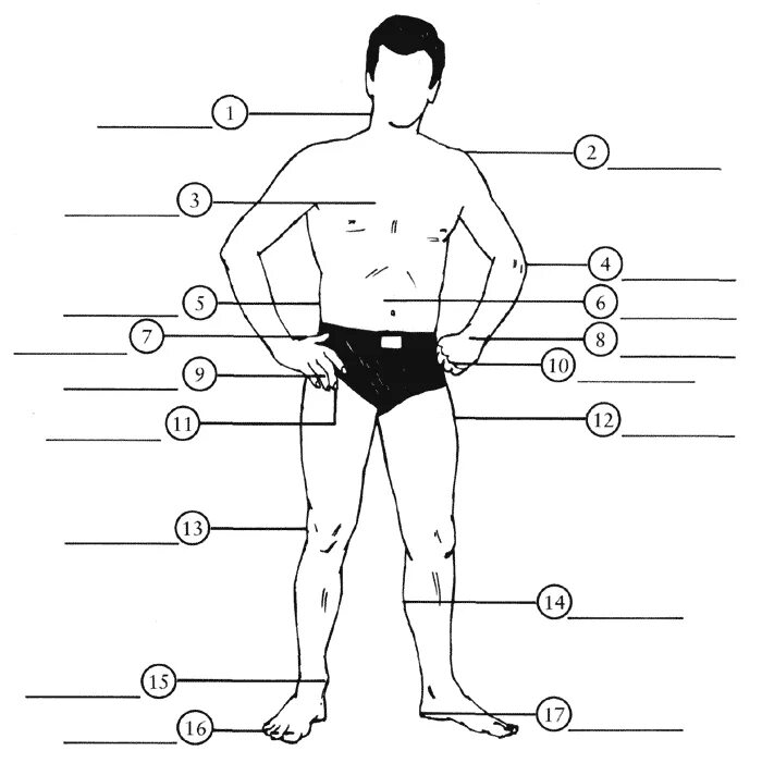 Части тела человека. Внешние части тела. Изображение человека части тела. Человек с подписанными частями тела.