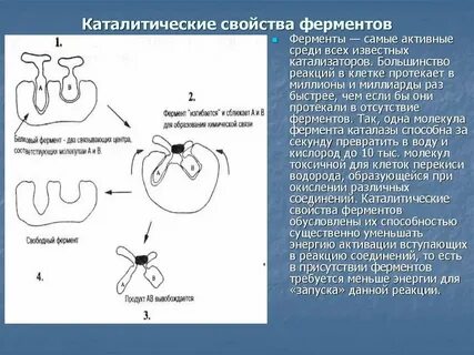 Почему ферменты слюны теряют свою активность