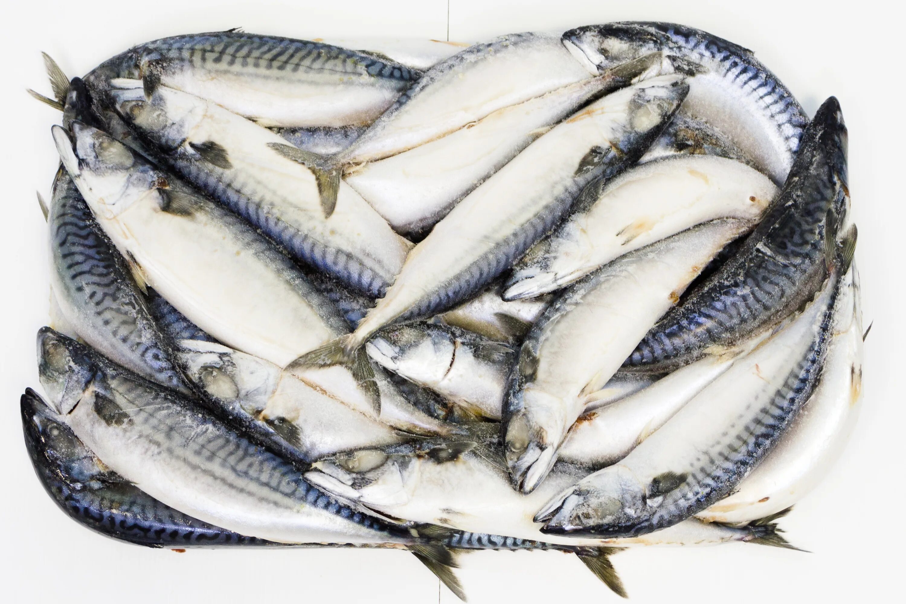 Большой барьерный риф рыбы. Серая рыба. Анкара бирюзовая рыбка. Сельдь и скумбрия. Рыба р т к.