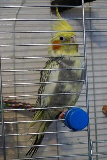 У кореллы выпадают перья