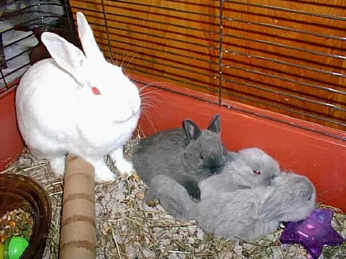 Сколько беременность у кроликов. Беременные декоративные кролики. Беременный кролик декоративный.