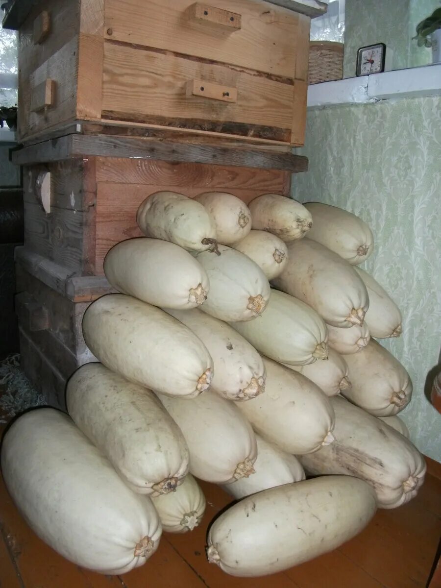 Сколько хранится кабачок