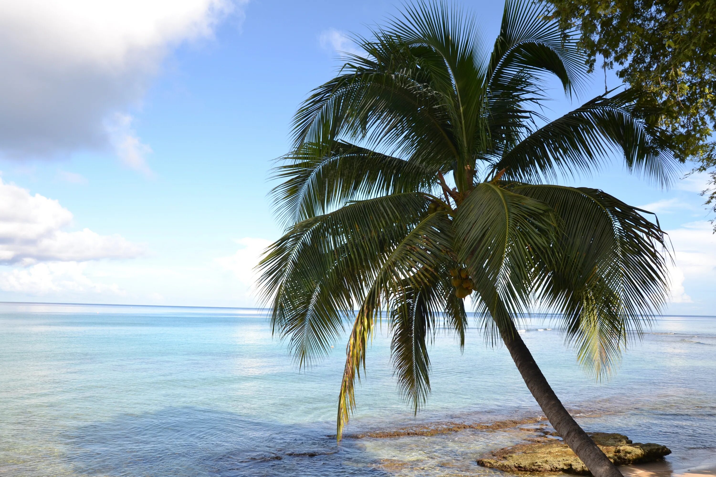 Palma. Пальмы. Паьлма. Сочи пальмы море. Изображение пальмы.