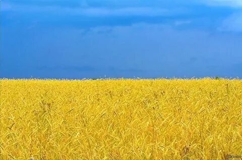 Над желтым