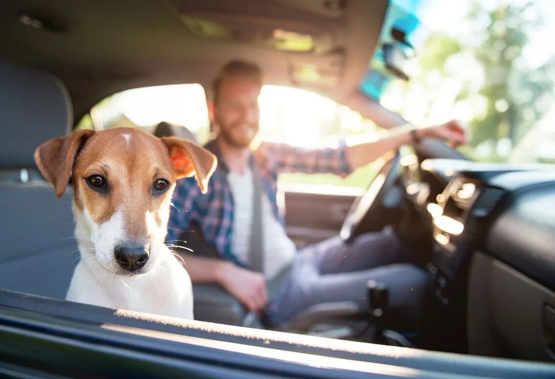 Ride pet. Животные в машине. Собака в машине. Питомец в салоне авто. Собака за рулем.