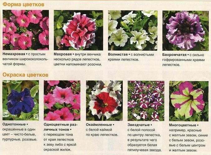 Петуния при какой температуре. Петуния флорибунда. корневая петунии. петуния пазушная. петуния клумбовые растения.