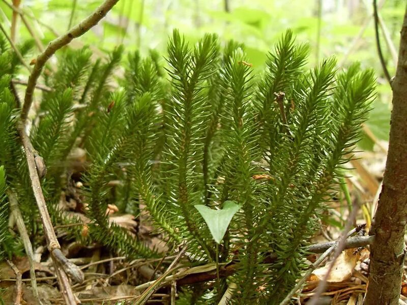 Плаун Баранец. Баранец обыкновенный. Баранец обыкновенный (Huperzia selago). Растение плаун-Баранец.