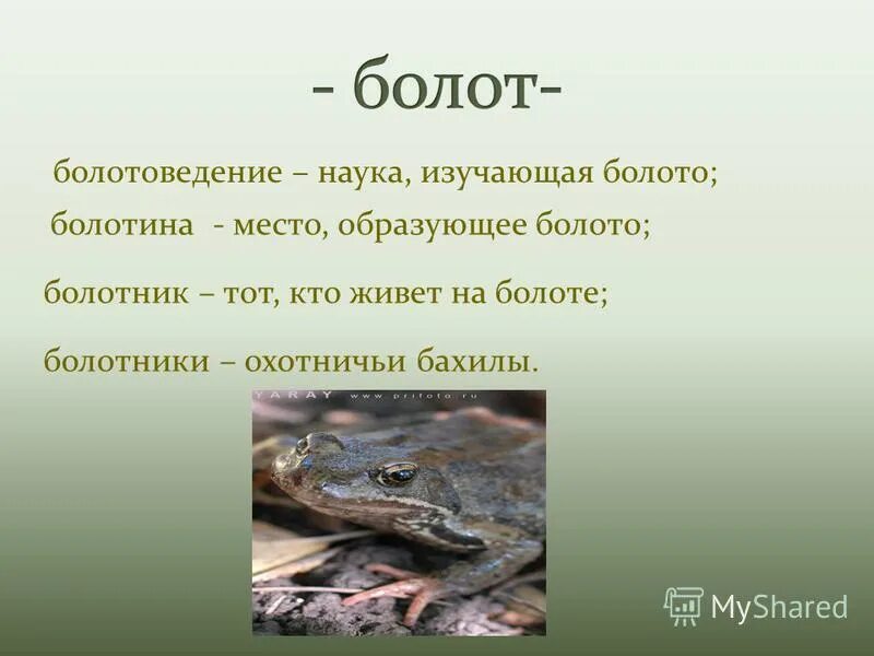 Болото новые слова. Болото текст. Болото новые слова. Болото синоним. Лексическое слово болото.