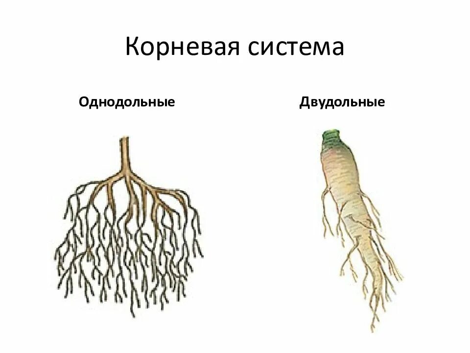 Корни двудольных и однодольных растений. Корневая система у однодольных и двудольных растений. Тип корневой системы однодольных и двудольных. Мочковатая корневая система у однодольных. Однодольные растения стержневая корневая.
