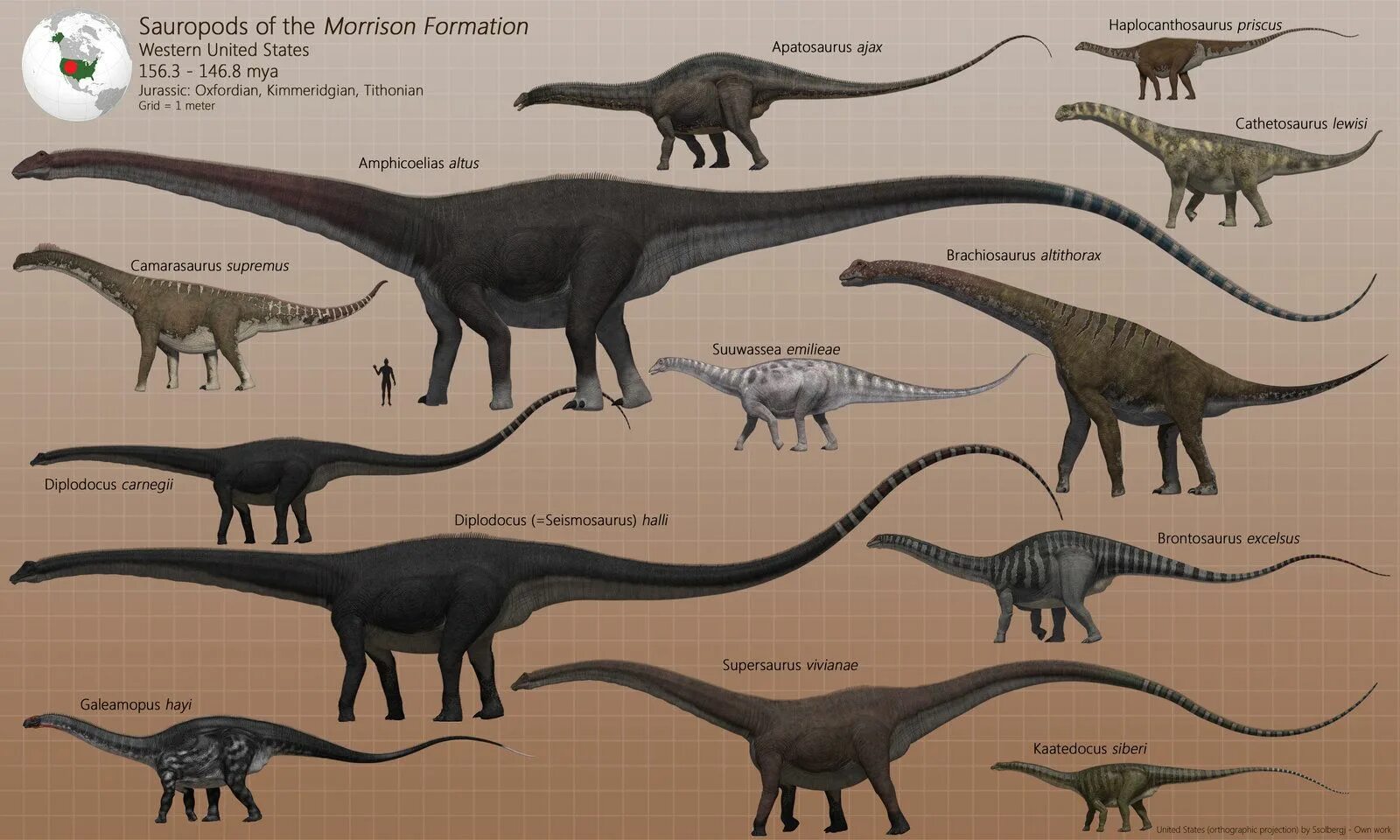 Сравнение динозавров. Зауропод амфицелий. Зауроподы Юрского периода. Диплодок Аргентинозавр. Динозавры формации Моррисон.