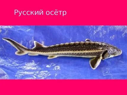 Известно что русский осетр крупная проходная рыба