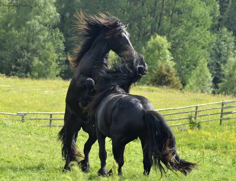 Мерин лошадь. Черный мерин конь. Черный мерин лошадь. Мерин и кобыла.