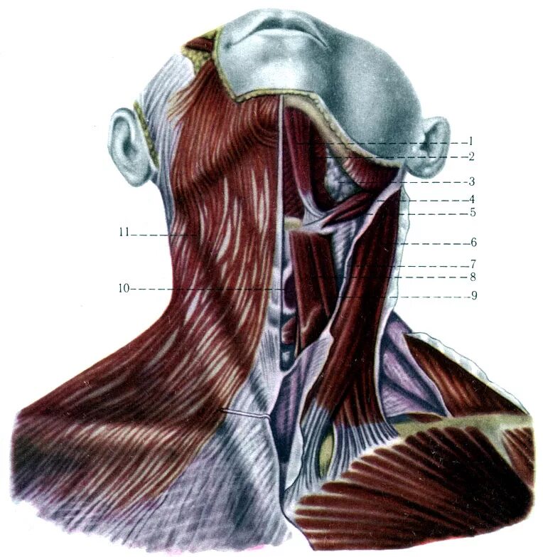 Мышцы шеи анатомия. Мышцы шеи поверхностные платизма. Мышцы шеи анатомия миология. Мышцы шеи анатомия Синельников. Мускулюс дигастрикус.