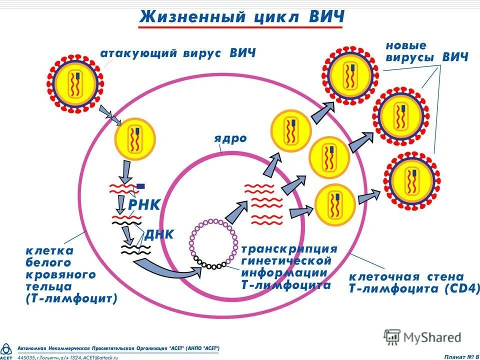 жизненный цикл вируса схема. жизненный цикл вируса схема.