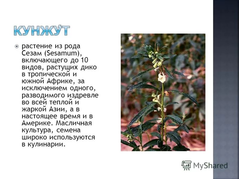Сообщение о подсолнухе. Рассказ о масличной культуре 2 класс. Сообщение о масленичной культуры. Рапс для чего выращивают. Масленичные культуры.
