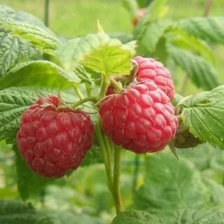 Почему не плодоносит малина