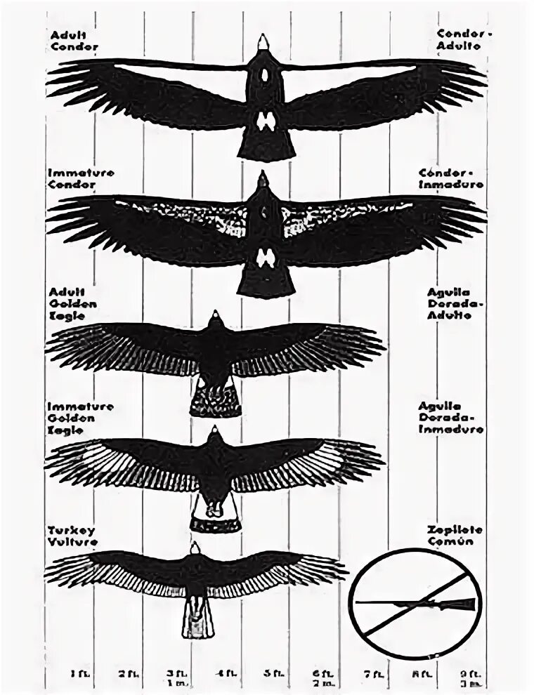Размеры птиц сравнение. Кондор птица размер крыла. Хищные птицы размах крыльев. Размер крыльев хищных птиц таблица. Размах крыла птицы.